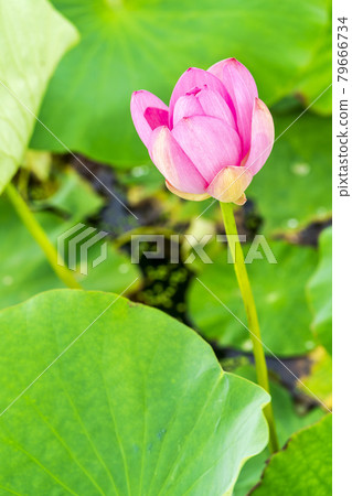 Chusonji Lotus in Atsukashi Chitose Park, Kunimi Town, Fukushima Prefecture 79666734