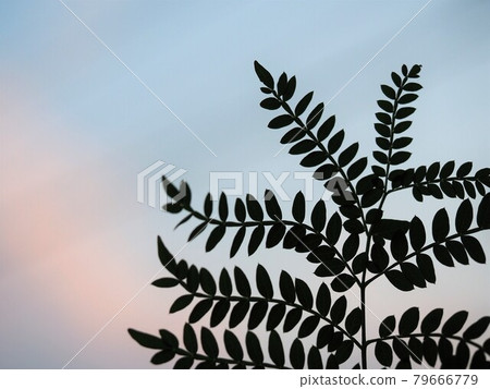 Jacaranda leaves and evening sky 79666779