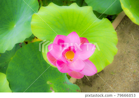 Chusonji Lotus in Atsukashi Chitose Park, Kunimi Town, Fukushima Prefecture 79666853