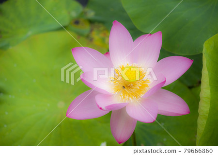 福島縣國見町敦賀千歲公園中尊寺蓮花 福島縣國見町敦賀千歲公園中尊寺蓮花 79666860