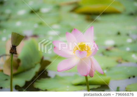 福島縣國見町敦賀千歲公園中尊寺蓮花 福島縣國見町敦賀千歲公園中尊寺蓮花 79666876