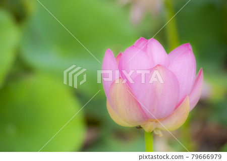 Chusonji Lotus in Atsukashi Chitose Park, Kunimi Town, Fukushima Prefecture Chusonji Lotus in Atsukashi Chitose Park, Kunimi Town, Fukushima Prefecture 79666979