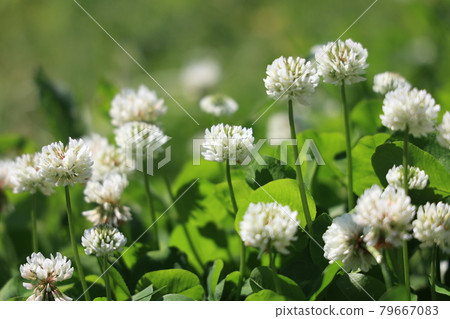 White clover 79667083