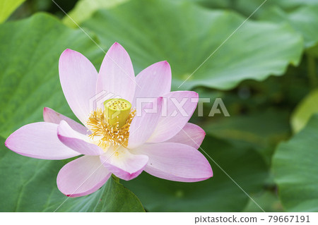 福島縣國見町敦賀千歲公園中尊寺蓮花 79667191