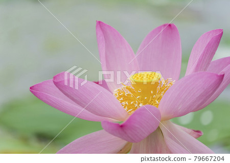 Chusonji Lotus in Atsukashi Chitose Park, Kunimi Town, Fukushima Prefecture Chusonji Lotus in Atsukashi Chitose Park, Kunimi Town, Fukushima Prefecture 79667204