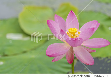 Chusonji Lotus in Atsukashi Chitose Park, Kunimi Town, Fukushima Prefecture Chusonji Lotus in Atsukashi Chitose Park, Kunimi Town, Fukushima Prefecture 79667205