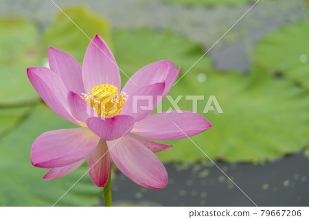 Chusonji Lotus in Atsukashi Chitose Park, Kunimi Town, Fukushima Prefecture Chusonji Lotus in Atsukashi Chitose Park, Kunimi Town, Fukushima Prefecture 79667206