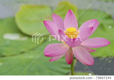 Chusonji Lotus in Atsukashi Chitose Park, Kunimi Town, Fukushima Prefecture Chusonji Lotus in Atsukashi Chitose Park, Kunimi Town, Fukushima Prefecture 79667244