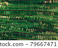 Fern green natural background 79667471