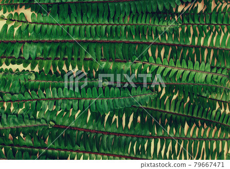 Fern green natural background Fern green natural background 79667471