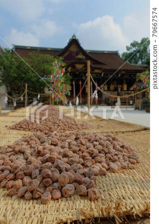 Plum blossoms dried during the summer doyo season and the worship hall at Kitano Tenmangu Shrine in Kyoto 79667574