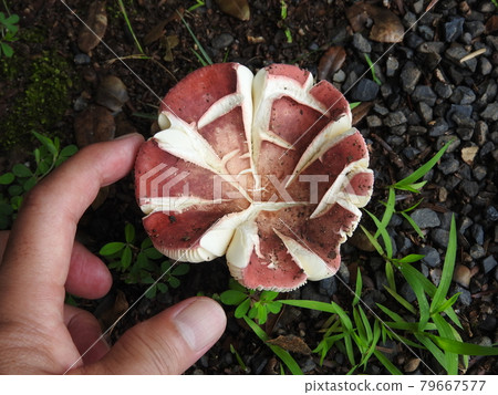 "Russula rosacea" that tears the umbrella and becomes tattered: A photo showing the size with a hand 79667577