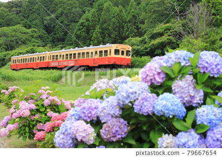Kominato Tetsudo "Scenery along the hydrangea blooming" train in the background 79667654