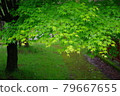 Green autumn leaves on a rainy day 79667655