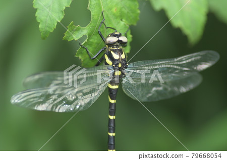 Anotogaster sieboldii Kamakura Central Park 孵化後不久 79668054