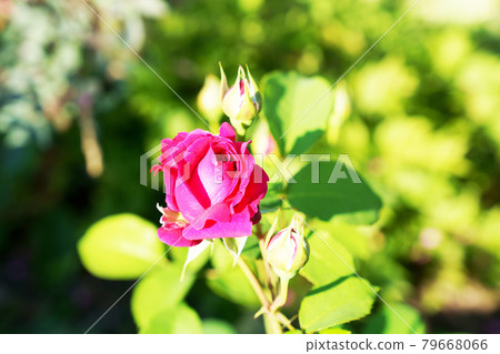 Plant "red rose flower" 79668066