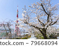 東京塔和櫻花 79668094