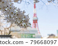 東京塔和櫻花 79668097
