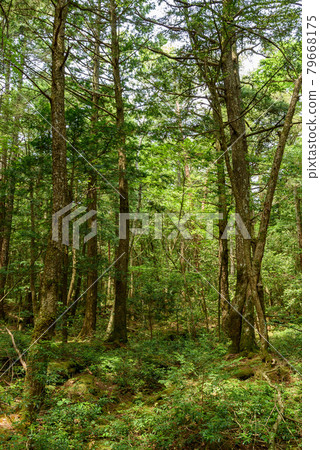 (Yamanashi Prefecture) Aokigahara Jukai Trees 79668175