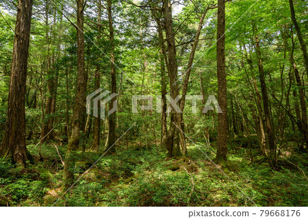 （山梨縣）青木原樹海和陽光 79668176