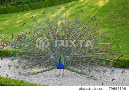 Peacock spreading feathers 79668196