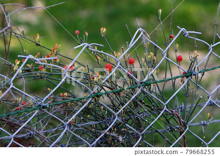metal fence made of barbed wire in a city park in northern Israel metal fence made of barbed wire in a city park in northern Israel 79668255