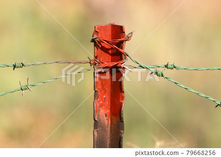 metal fence made of barbed wire in a city park in northern Israel 79668256