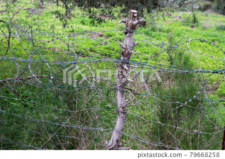 metal fence made of barbed wire in a city park in northern Israel 79668258