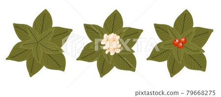 Botanical elements for a landscape plan. Landscaping constructor. Plants top view isolated on white background. Vector illustration Botanical elements for a landscape plan. Landscaping constructor. Plants top view isolated on white background. Vector illustration 79668275