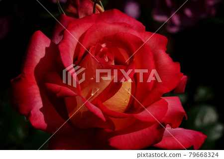 Rose Double Delight DOUBLE DELIGHT, 玫瑰 Rose Double Delight DOUBLE DELIGHT, 玫瑰 79668324