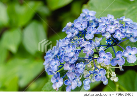 爆米花繡球花 79668405