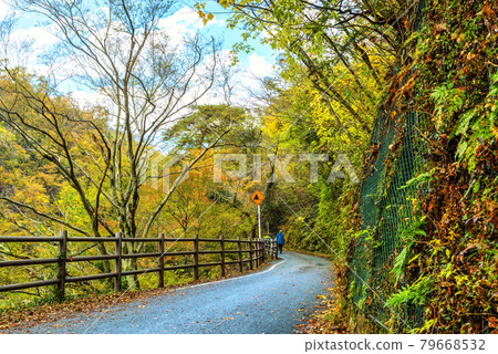 Yamanashi Prefecture Autumn Leaves Mitake Shosenkyo 1pondo 79668532