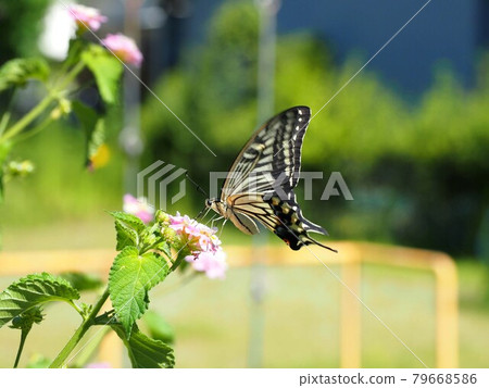 Papilio machaon perching on a lantana flower and sucking nectar Papilio machaon perching on a lantana flower and sucking nectar 79668586