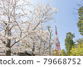 東京塔和櫻花 79668752