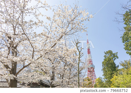 Tokyo Tower and Sakura 79668752