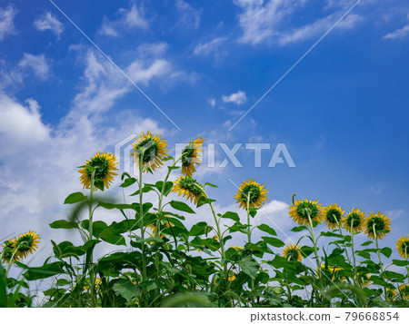 向日葵的承諾 79668854