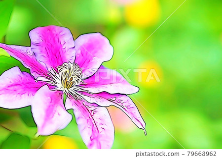 Pastel-toned "Clematis in full bloom" illustration image Pastel-toned "Clematis in full bloom" illustration image 79668962