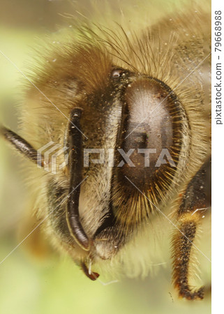 Japanese bee Japanese bee 79668988
