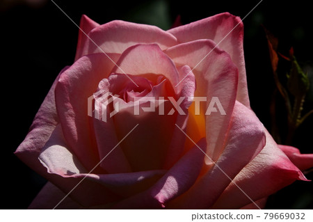 ELEGANT LADY, ROSE 79669032