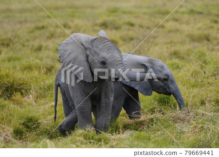 African elephant twins 79669441
