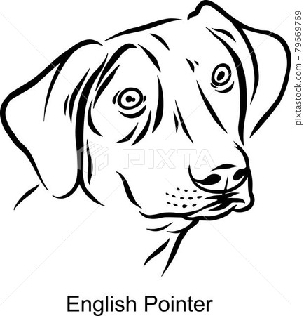 English Pointer Portrait Dog in Line style - Pet Portrait in Light Style head isolated on white 79669769