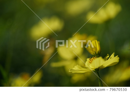 Cosmos flowers (light yellow) 79670530