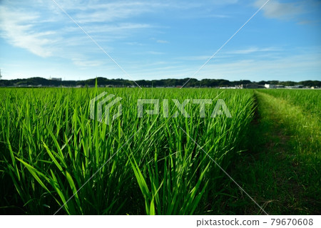 種植水稻，初夏山麓景觀 79670608