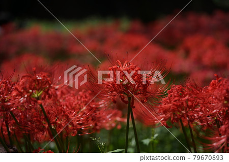 群集孤挺花 群集孤挺花 79670893