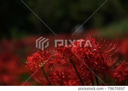 Cluster amaryllis Cluster amaryllis 79670897