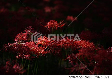Cluster amaryllis Cluster amaryllis 79671021