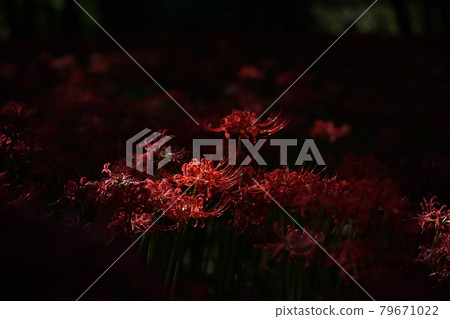 Cluster amaryllis Cluster amaryllis 79671022