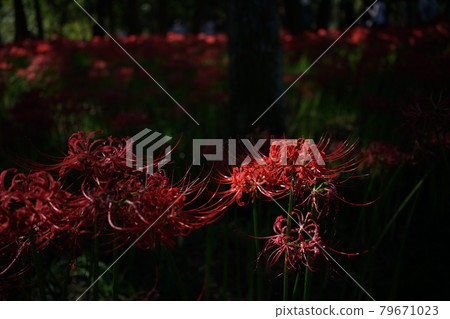 Cluster amaryllis 79671023
