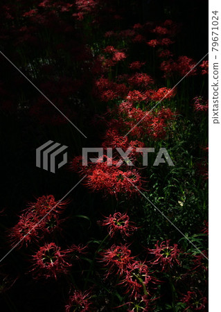 Cluster amaryllis 79671024