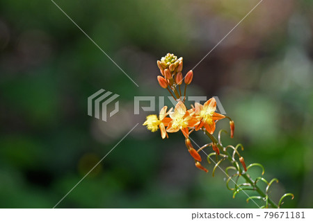 花蘆薈（Burbrine） 79671181